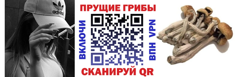 закладка  Таштагол  hydra   Псилоцибиновые грибы прущие грибы 